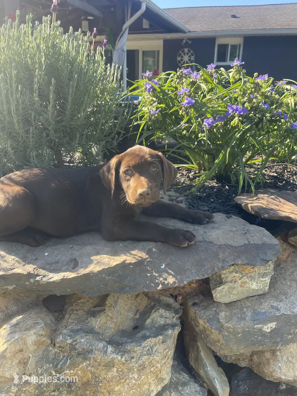 Light Pink Collar – Labrador Retriever puppy for sale in Bethlehem, PA