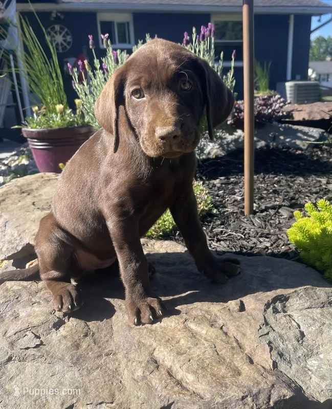 Orange Collar – Labrador Retriever puppy for sale in Bethlehem, PA