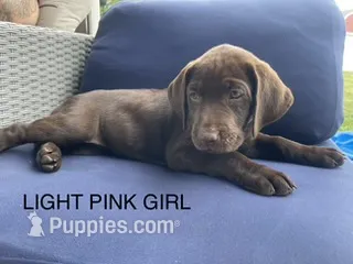Light Pink Color – Labrador Retriever puppy for sale in Bethlehem, PA