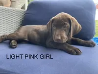 Light Pink Color, a female Labrador Retriever for sale in Bethlehem, PA – 1 of 1