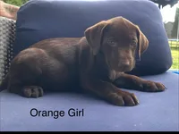 Orange Collar, a female Labrador Retriever for sale in Bethlehem, PA – 1 of 1