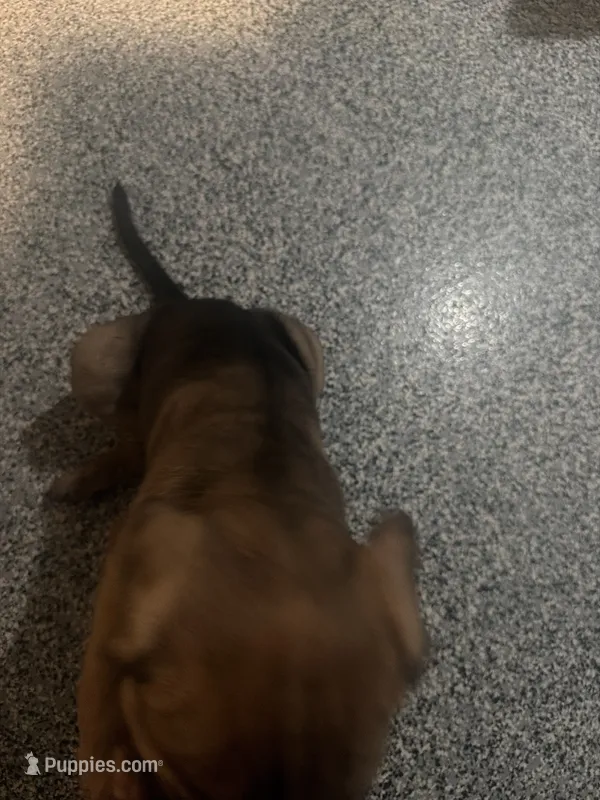 Green collar – Cane Corso puppy for sale in Las Vegas, NV