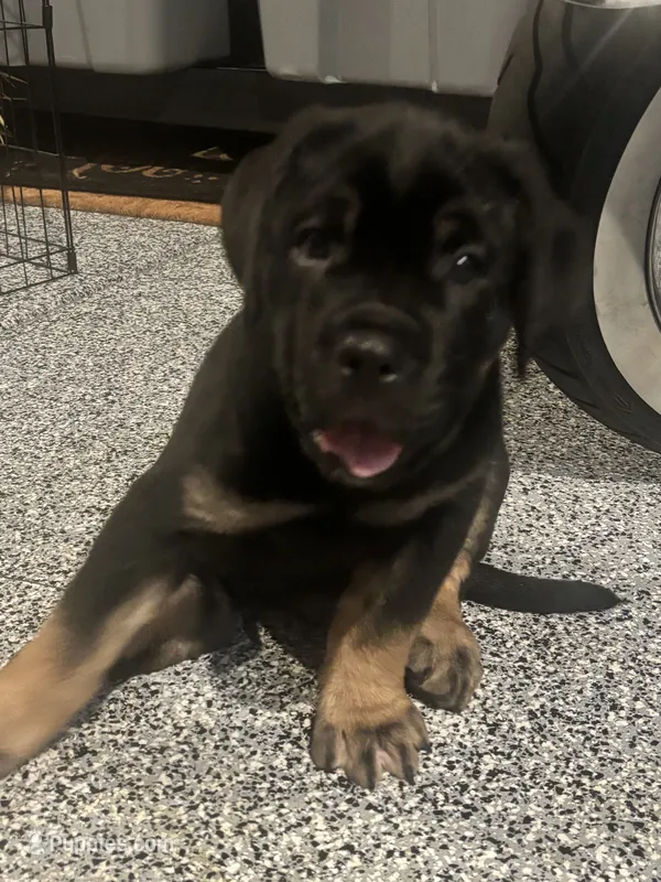 Blue collar  – Cane Corso puppy for sale in Las Vegas, NV
