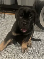 Blue collar , a male Cane Corso for sale in Las Vegas, NV – 1 of 1