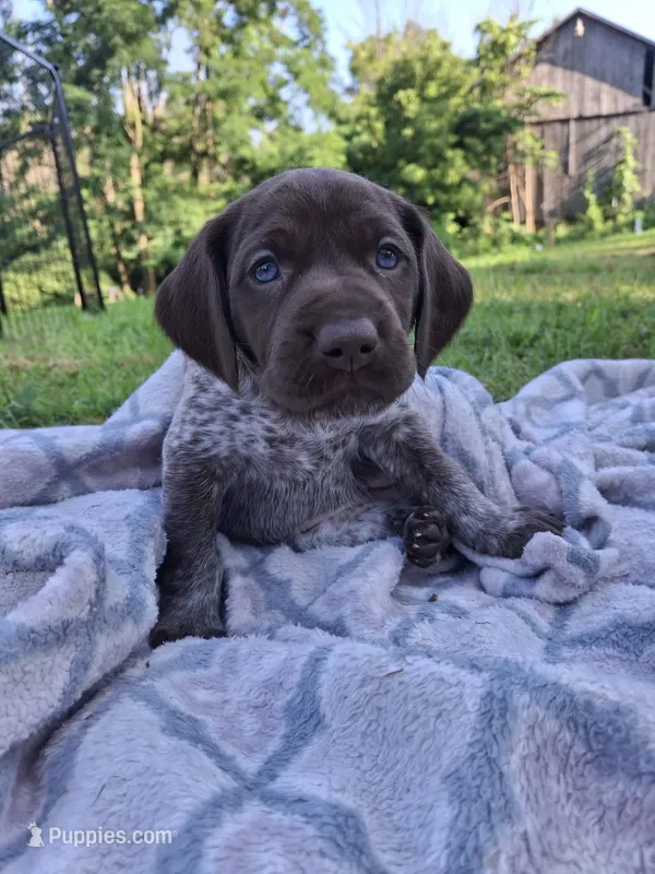 Meadow  – German Shorthaired Pointer puppy for sale in Sodus, NY