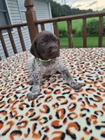 Reed, a male German Shorthaired Pointer for sale in Sodus, NY – 3 of 5