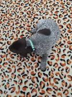 Remi , a male German Shorthaired Pointer for sale in Sodus, NY – 2 of 4
