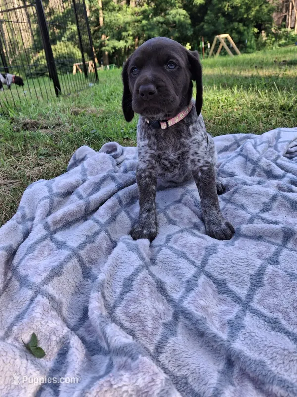 Sage – German Shorthaired Pointer puppy for sale in Sodus, NY