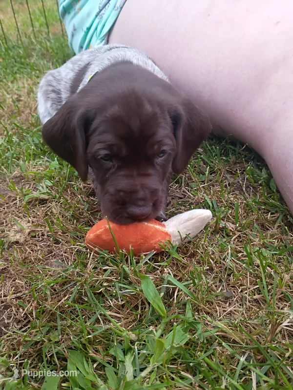 Meadow  – German Shorthaired Pointer puppy for sale in Sodus, NY