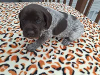 Sage, a female German Shorthaired Pointer for sale in Sodus, NY – 3 of 5