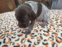 Meadow , a male German Shorthaired Pointer for sale in Sodus, NY – 2 of 5