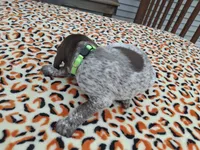 Reed, a male German Shorthaired Pointer for sale in Sodus, NY – 2 of 5