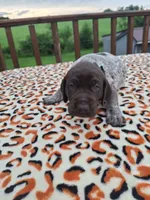 Remi , a male German Shorthaired Pointer for sale in Sodus, NY – 3 of 4