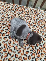 Blaze, a male German Shorthaired Pointer for sale in Sodus, NY – 4 of 5