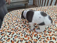 Willow, a female German Shorthaired Pointer for sale in Sodus, NY – 3 of 4