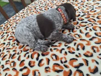 Blaze, a male German Shorthaired Pointer for sale in Sodus, NY – 5 of 5