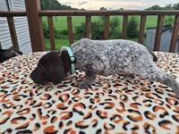 Remi , a male German Shorthaired Pointer for sale in Sodus, NY – 4 of 4