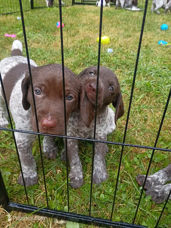 Reed – German Shorthaired Pointer puppy for sale in Sodus, NY