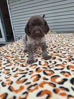 Meadow , a male German Shorthaired Pointer for sale in Sodus, NY – 4 of 5