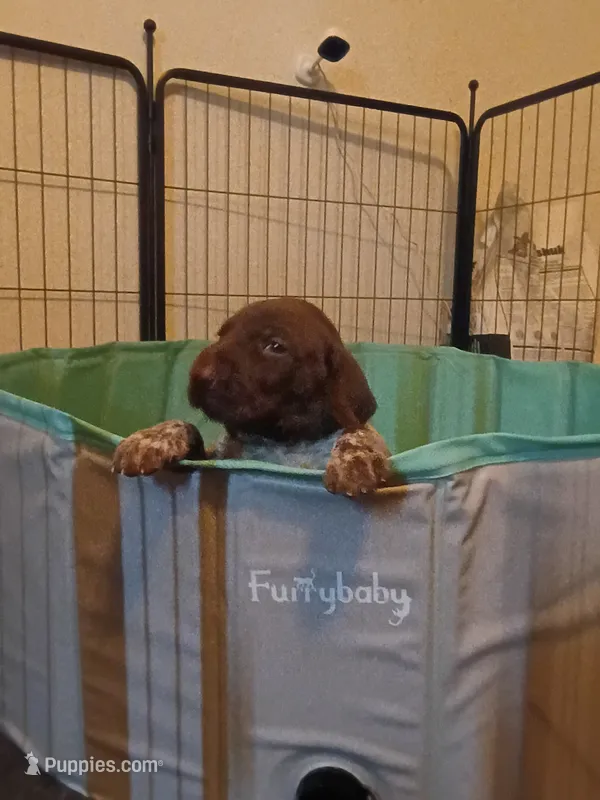 Reed – German Shorthaired Pointer puppy for sale in Sodus, NY