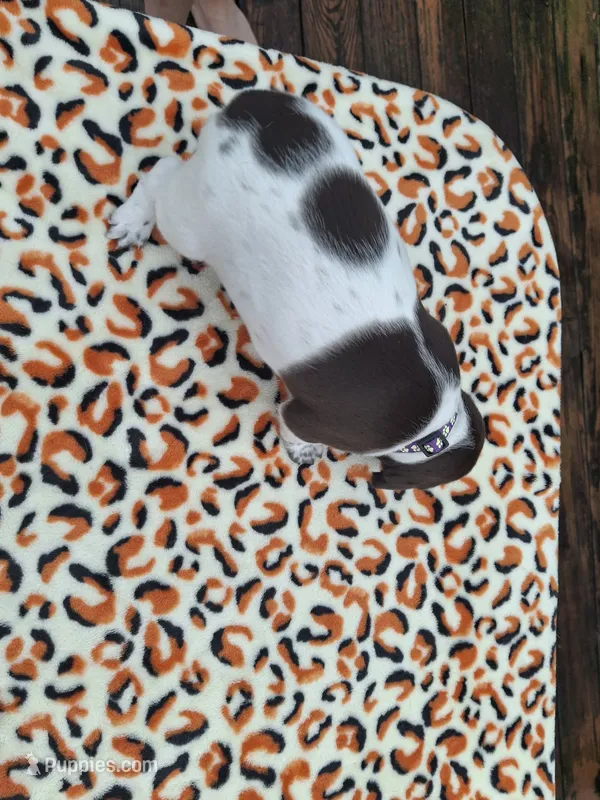 Willow – German Shorthaired Pointer puppy for sale in Sodus, NY