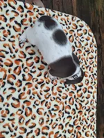 Willow, a female German Shorthaired Pointer for sale in Sodus, NY – 1 of 4