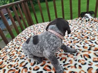 Sage, a female German Shorthaired Pointer for sale in Sodus, NY – 2 of 5