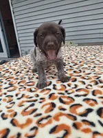 Meadow , a male German Shorthaired Pointer for sale in Sodus, NY – 5 of 5