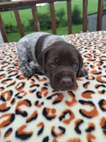 Blaze, a male German Shorthaired Pointer for sale in Sodus, NY – 2 of 5