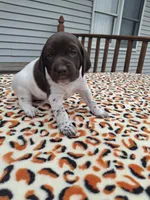 Willow, a female German Shorthaired Pointer for sale in Sodus, NY – 2 of 4