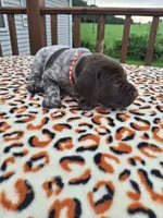 Blaze, a male German Shorthaired Pointer for sale in Sodus, NY – 3 of 5
