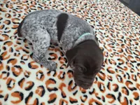 Remi , a male German Shorthaired Pointer for sale in Sodus, NY – 1 of 4