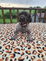 Sage, a female German Shorthaired Pointer for sale in Sodus, NY – 4 of 5