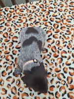 Sage, a female German Shorthaired Pointer for sale in Sodus, NY – 5 of 5