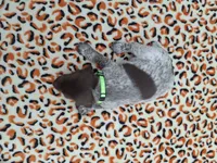 Reed, a male German Shorthaired Pointer for sale in Sodus, NY – 4 of 5