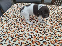 Willow, a female German Shorthaired Pointer for sale in Sodus, NY – 4 of 4