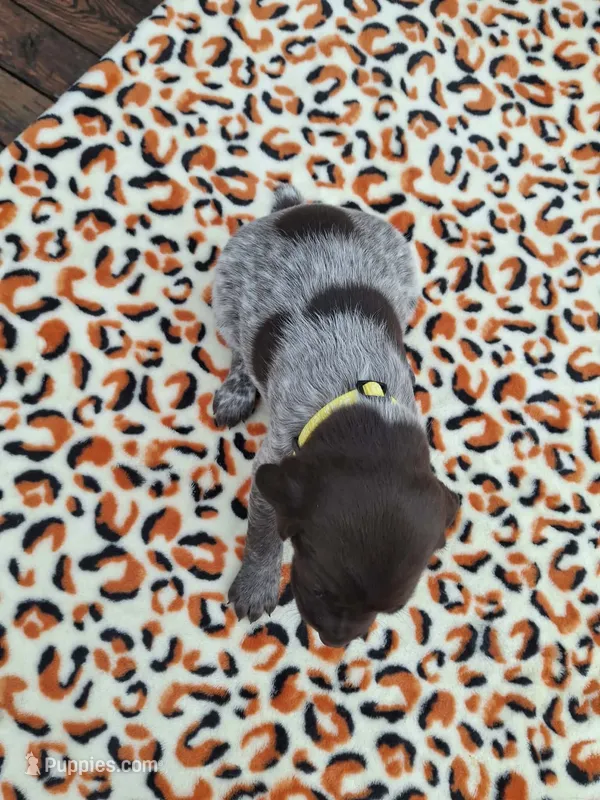 Meadow  – German Shorthaired Pointer puppy for sale in Sodus, NY