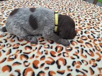 Meadow , a male German Shorthaired Pointer for sale in Sodus, NY – 3 of 5