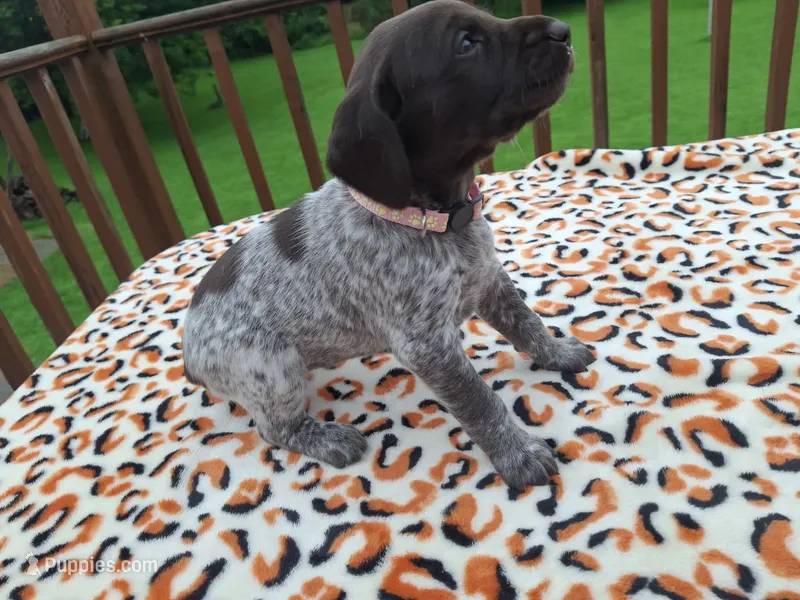 Sage – German Shorthaired Pointer puppy for sale in Sodus, NY