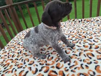Sage, a female German Shorthaired Pointer for sale in Sodus, NY – 1 of 5
