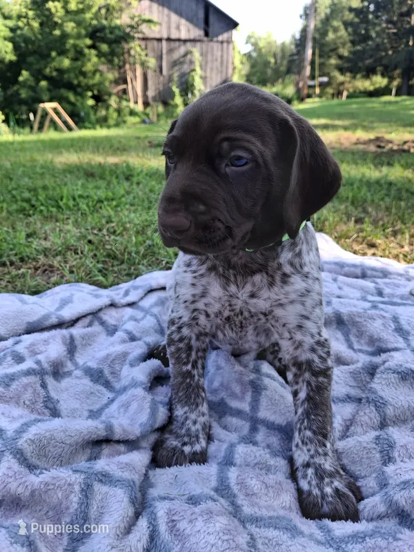 Reed – German Shorthaired Pointer puppy for sale in Sodus, NY