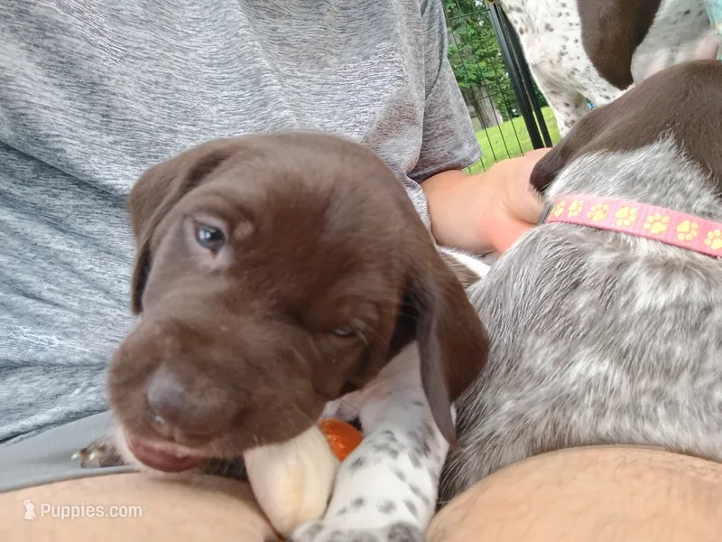 Willow – German Shorthaired Pointer puppy for sale in Sodus, NY