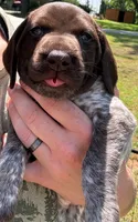 Blaze, a male German Shorthaired Pointer for sale in Sodus, NY – 1 of 5