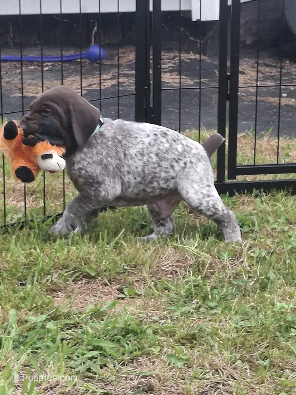 Reed – German Shorthaired Pointer puppy for sale in Sodus, NY