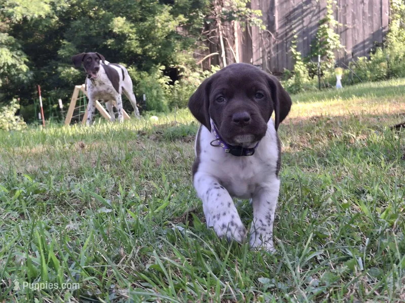 Willow – German Shorthaired Pointer puppy for sale in Sodus, NY
