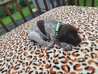 Reed, a male German Shorthaired Pointer for sale in Sodus, NY – 5 of 5