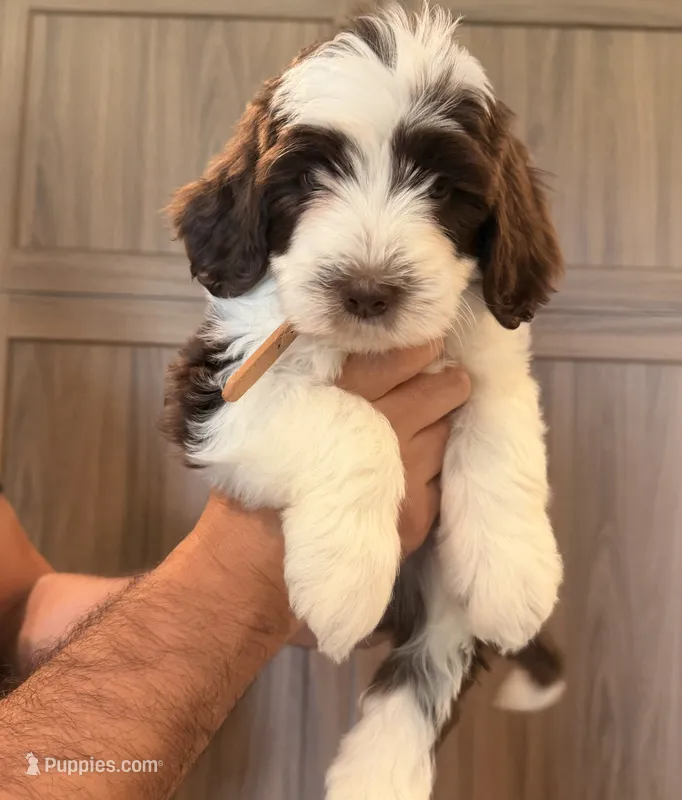 Gizmo  – Goldendoodle puppy for sale in North Highlands, CA