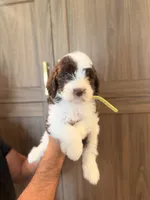 Bowie , a male Goldendoodle for sale in North Highlands, CA – 4 of 4