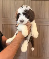 Gizmo , a male Goldendoodle for sale in North Highlands, CA – 3 of 6