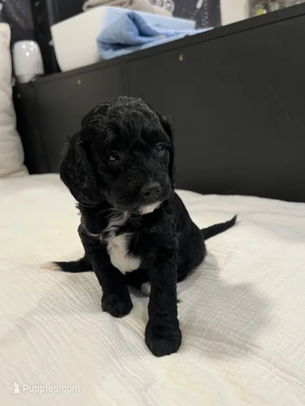 Addy  – Bernedoodle puppy for sale in North Highlands, CA